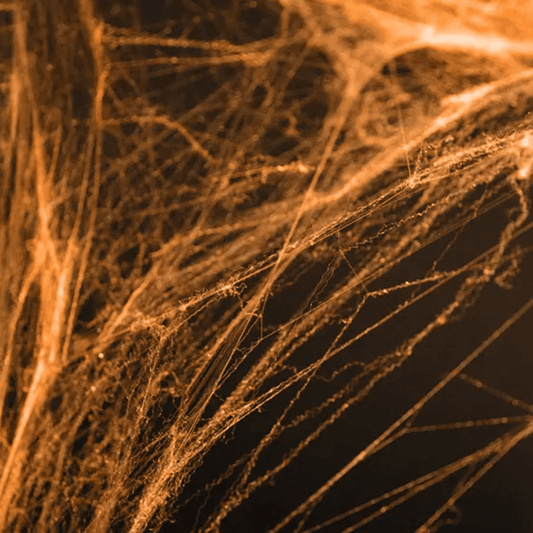 1 Halloween Spinnennetz - Orange für Seasonal & Holiday Decorations von Luftballon-Welt |